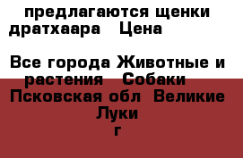 предлагаются щенки дратхаара › Цена ­ 20 000 - Все города Животные и растения » Собаки   . Псковская обл.,Великие Луки г.